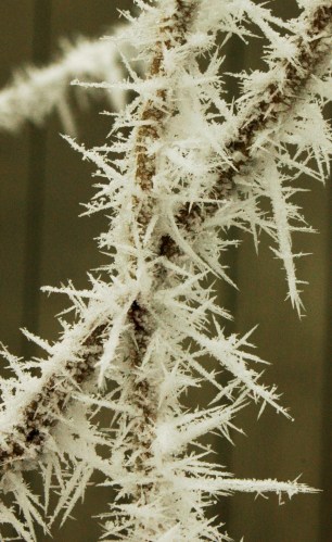 FrostCloseup