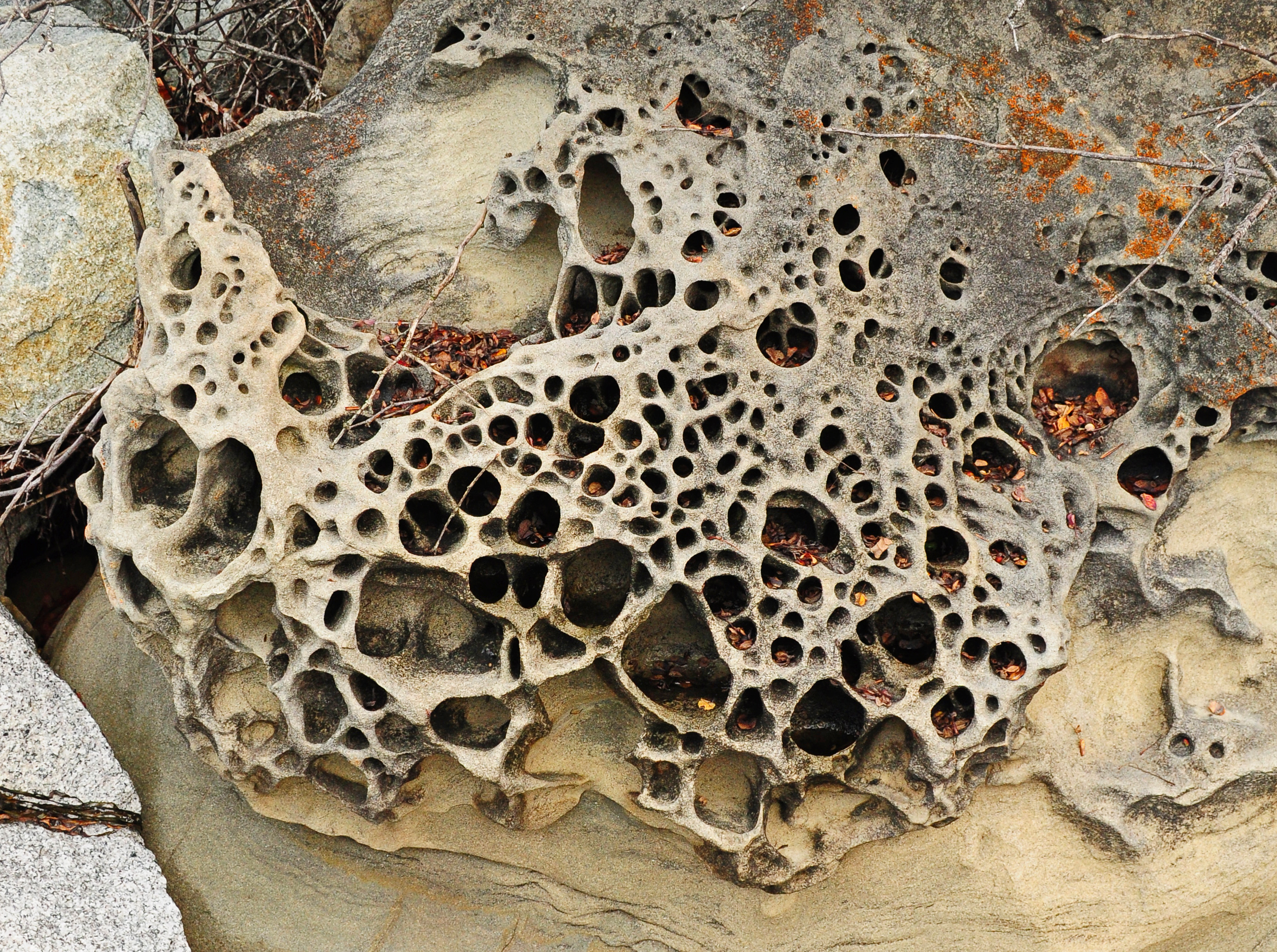 Honeycomb weathering in sandstone at Teddy Bear Cove, WA