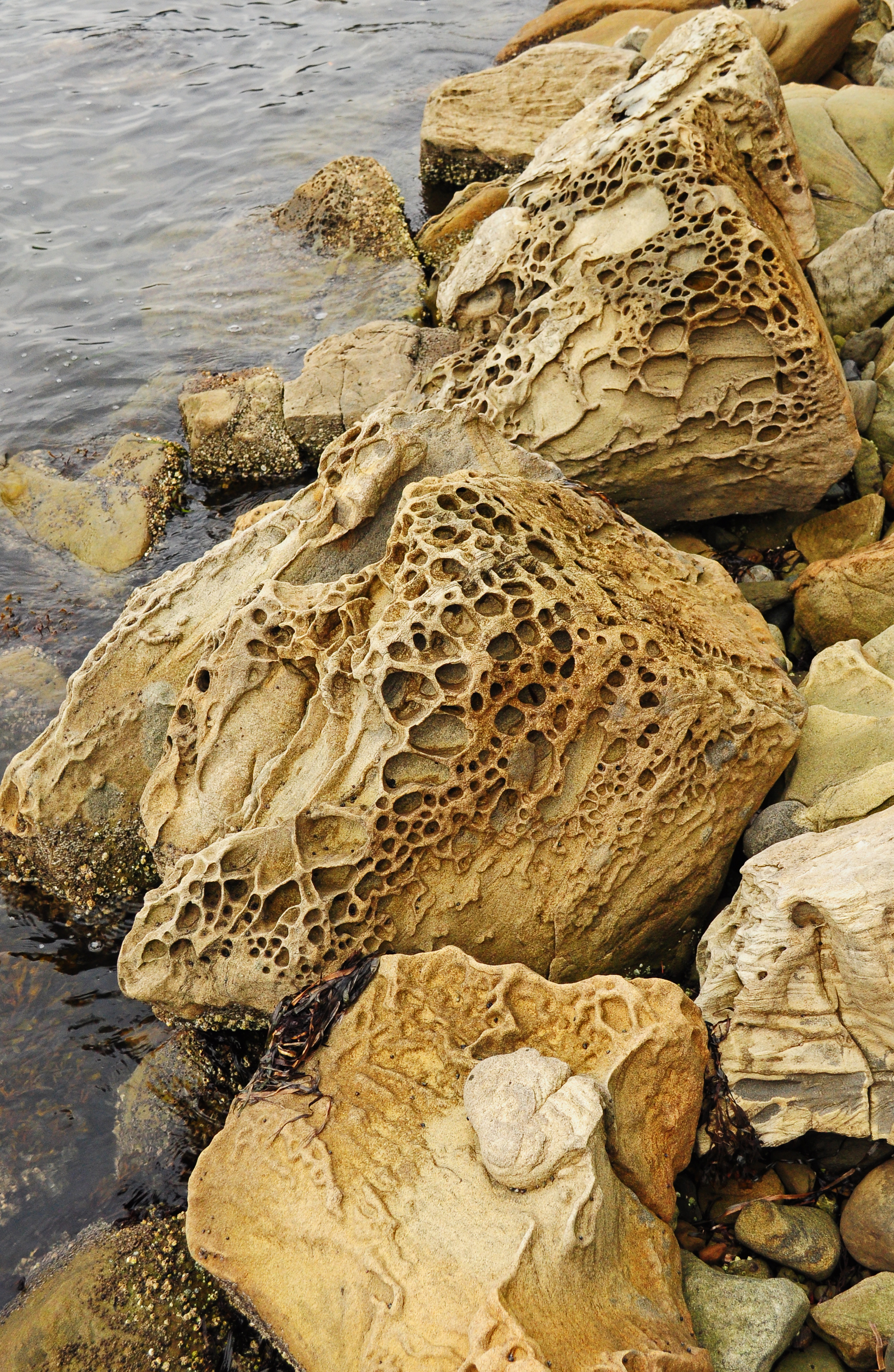 Honeycomb weathering in sandstone at Teddy Bear Cove, WA