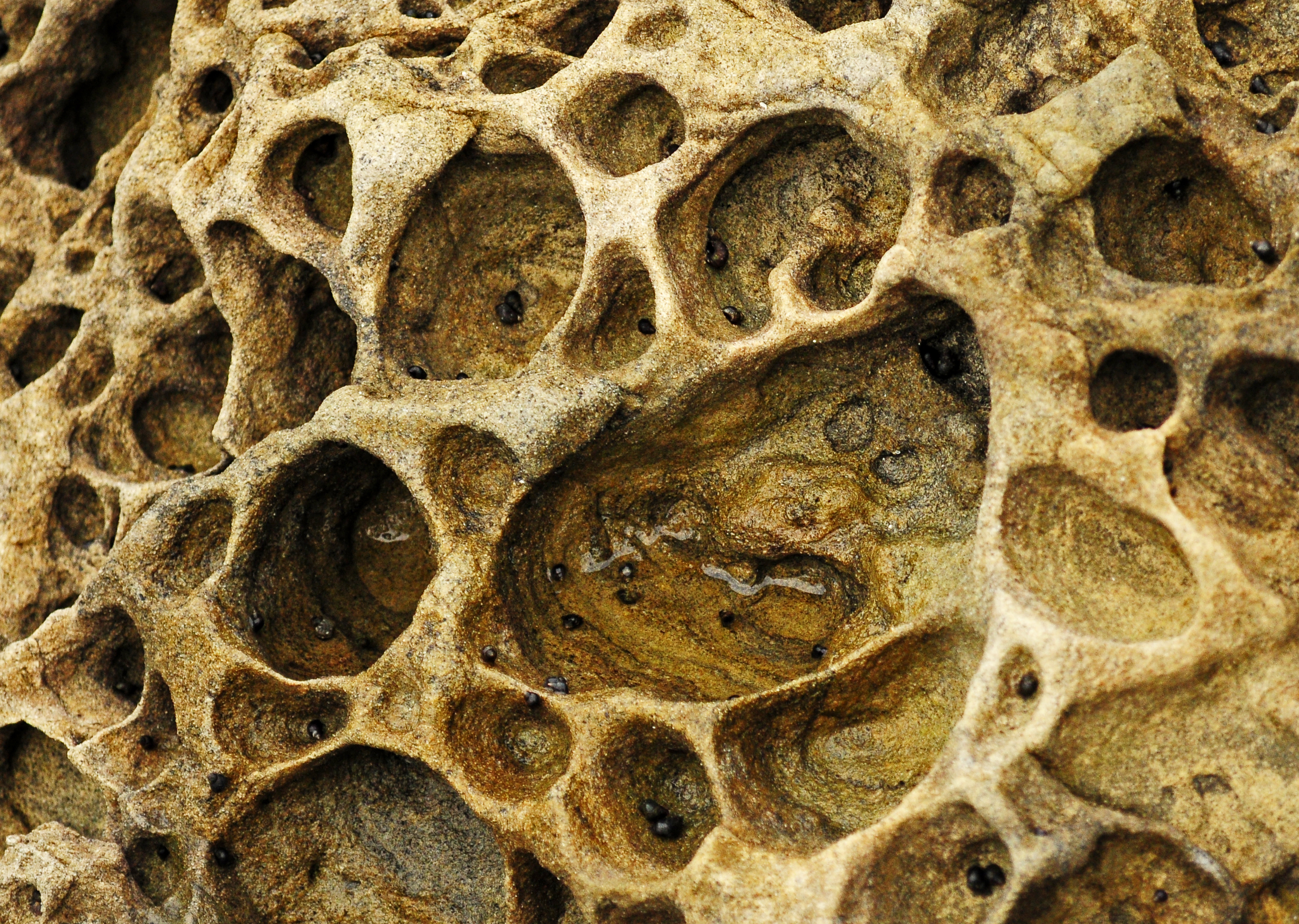 Close up of honeycomb weathering pits
