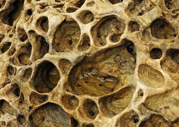 Honeycomb5