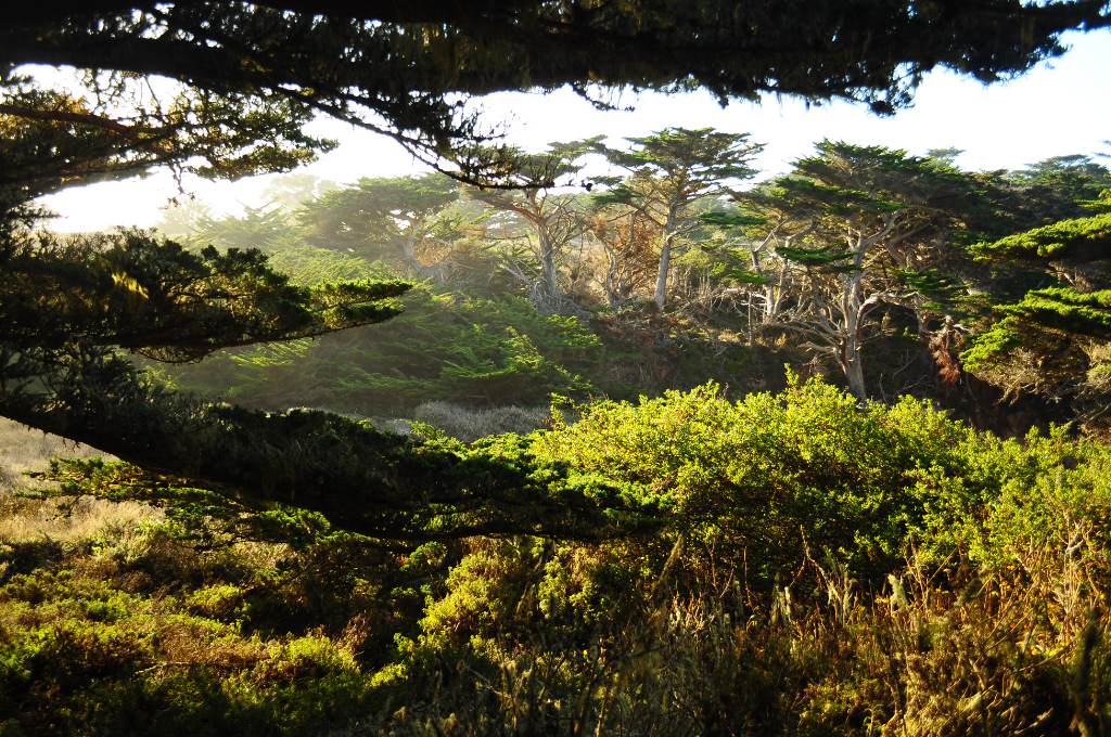 Monterey cypress, Point Lobos State Reserve