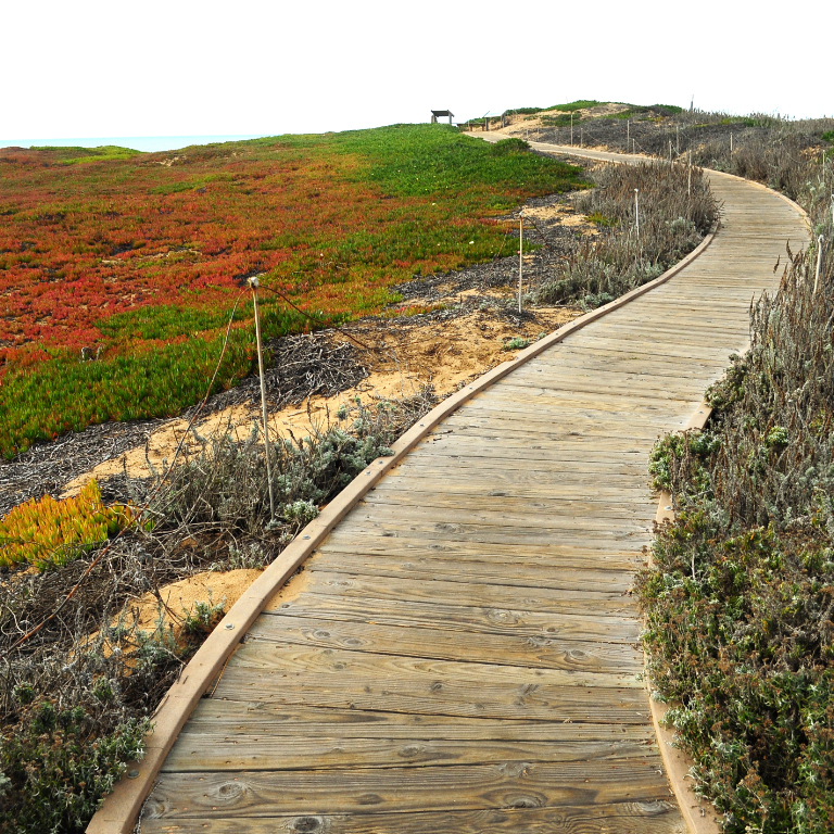 Boardwalk and ice plant