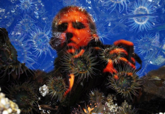 Anemone_Blog Anemones