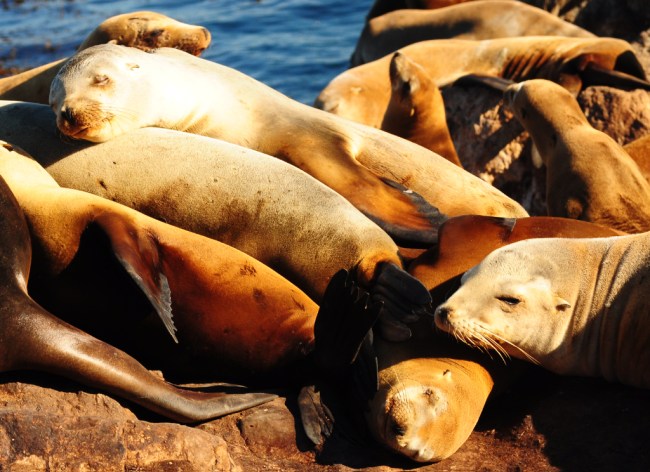 Sea_Lion_1 Sleeping Pile of Sea Lions