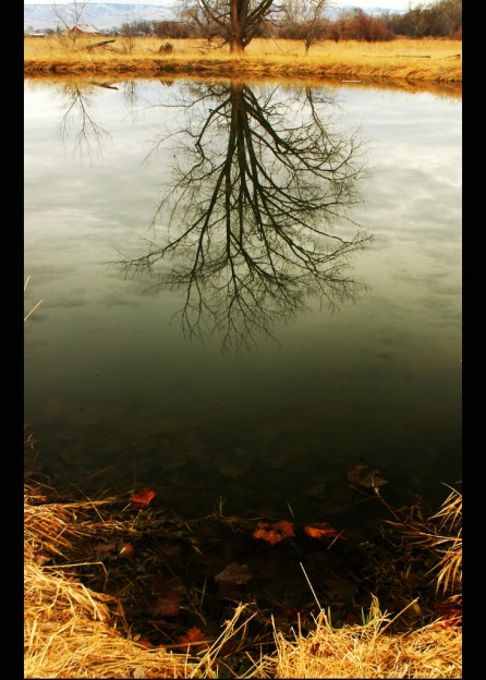 Pond_Reflection Pond_Reflection