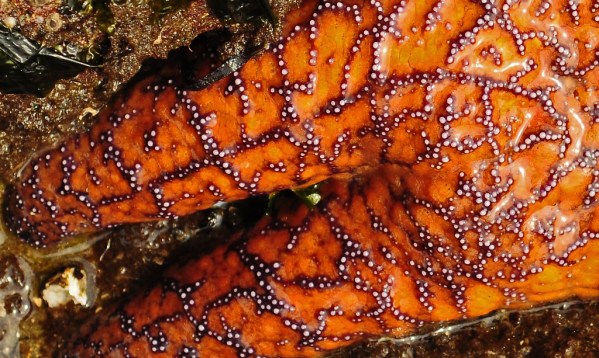 Starfish_closeup