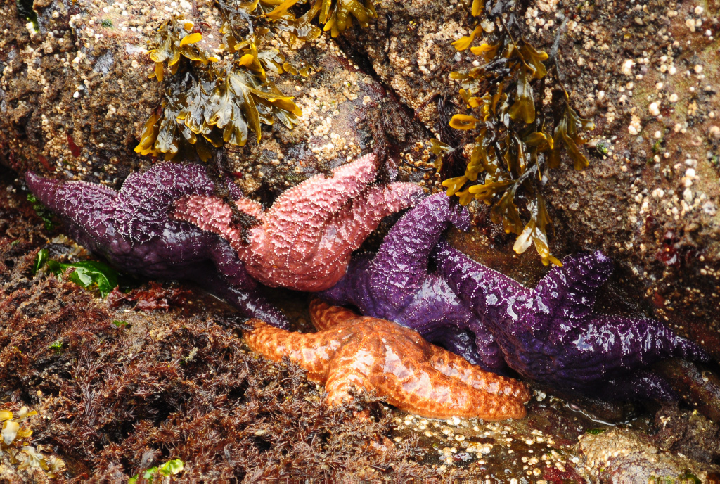 Starfish. Starfish Everywhere! | Zach Schierl Photography