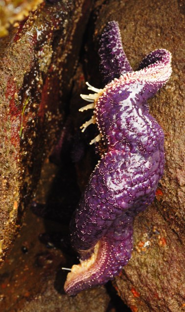 I have no idea what this starfish is trying to accomplish...