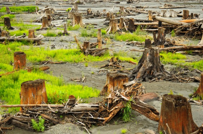 Aldwell_stumps_2 Stumps and new vegetation on the floor of former Lake Aldwell