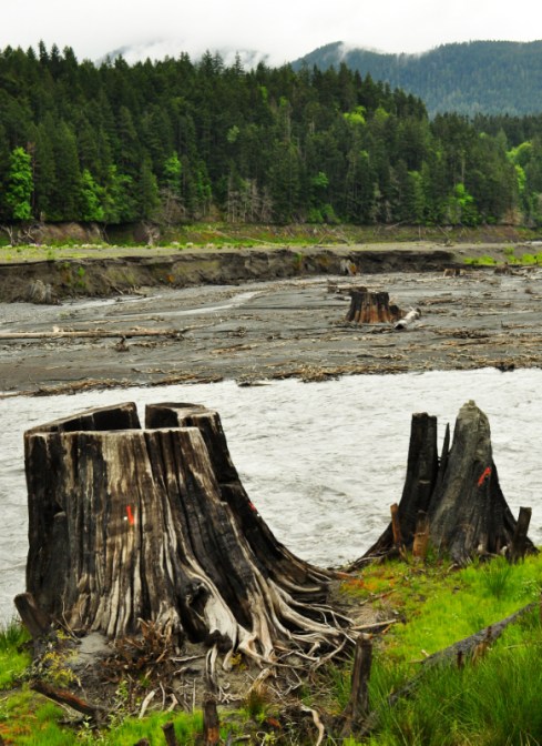 Aldwell_stumps_1 Stumps on the floor of Lake Aldwell