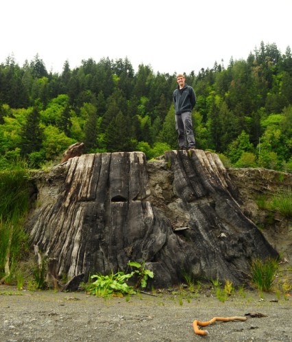 Aldwell_stump_3 A large cedar stump on the floor of Lake Aldwell