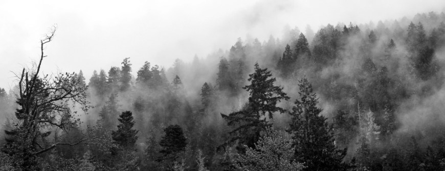 Elwah_Valley_Fog Fog cloaks trees in the Elwah Valley