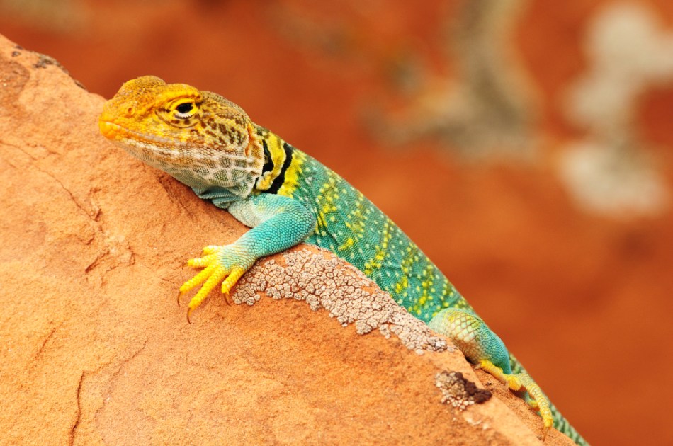 Collared_Lizard Western Collared Lizard on a rock