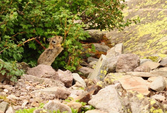 An American Pika in the San Juan Mountains