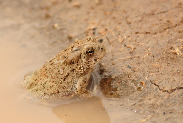 A Canyon Treefrog in a puddle