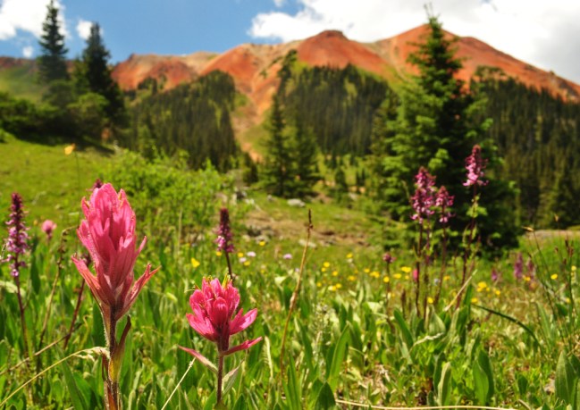 Rosy Paintbrush with Red Mountain #1 in the background
