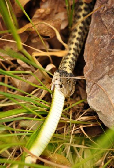 A Garter Snake consumes a Smooth Green Snake