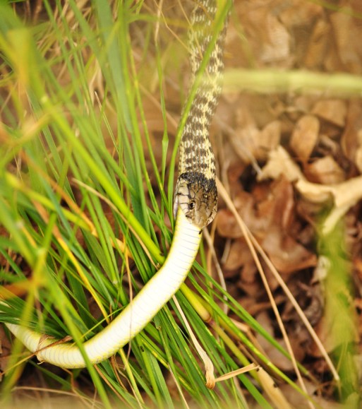 Garter Snake wrestling with a Smooth Green Snake it has partially eaten