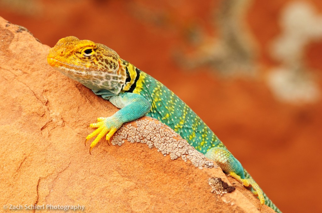 Collared Lizard in Colorado
