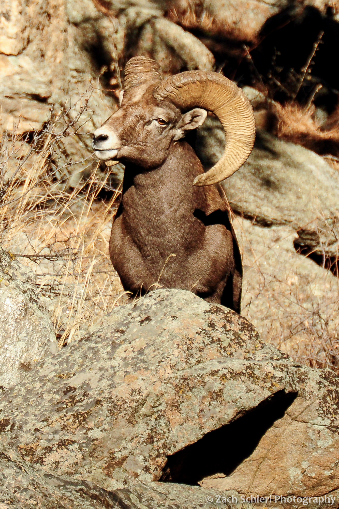 Bighorn Sheep, Big Thompson Canyon, Colorado