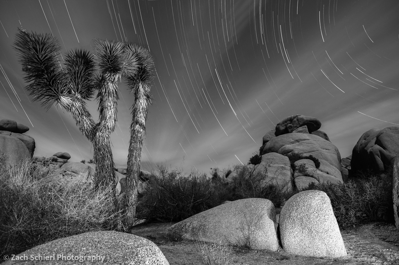 Star Trails over Joshua Tree National Park