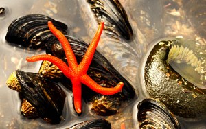 Blood-Star Blood Star at low tide