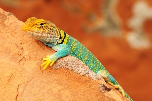 Collared-Lizard A colorful Collared Lizard in Dominguez Canyon, Colorado