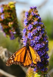 Pacific-Grove-Monarch Pacific Grove Monarch Butterfly