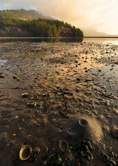 Chuckanut Bay Low Tide Low tide critters at Chuckanut Bay