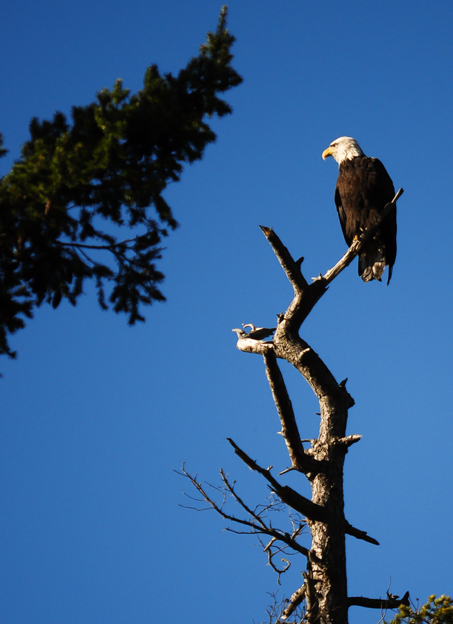 A bald eagle sits in a tree at the Padilla Bay National Estaurine Reserve