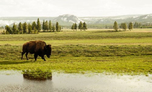 yellowstone bison reflection