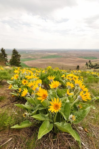 Kamiak Butte Flowers