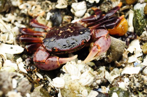 Red Rock Crab Whidbey