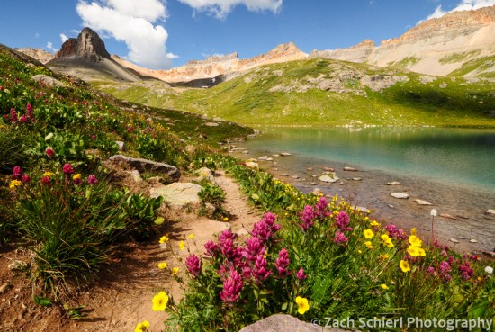 Pink Paintbrush in Ice Lake Basin