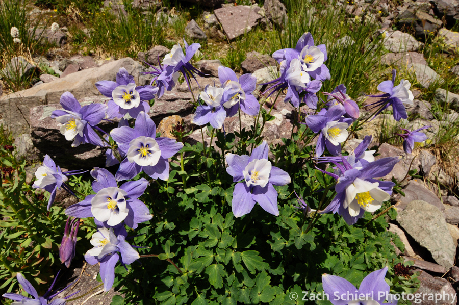 Rock Mountain Columbine