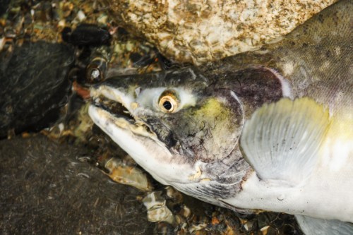 Nooksack River Salmon