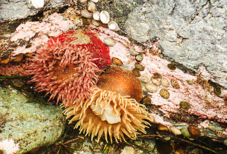 Anemones on San Juan Island