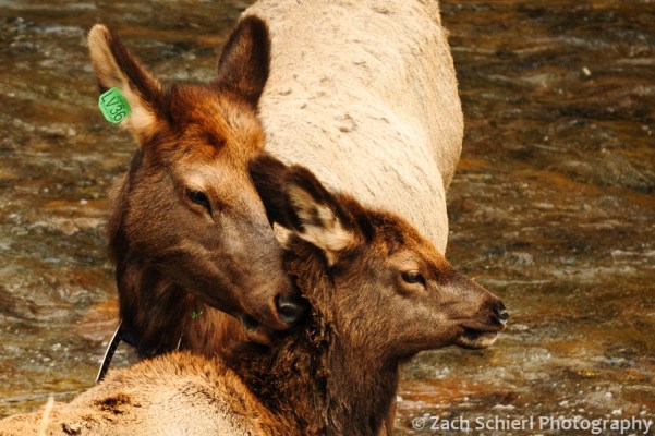 Elk cow and calf