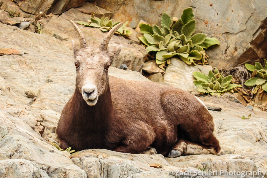 A bighorn sheep ewe in Big Thompson Canyon