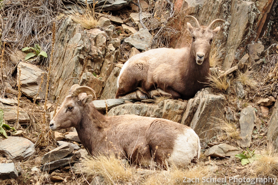 2 bighorn sheep ewes in BIg Thompson Canyon