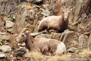 2 bighorn sheep ewes in BIg Thompson Canyon
