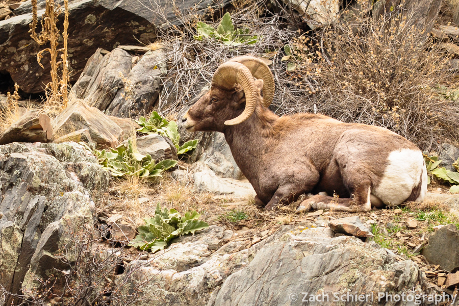 Bighorn Sheep ram in Big Thompson Canyon