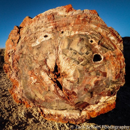 Close-up of log of petrified wood