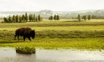 yellowstone_bison