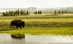 A solitary bison in Yellowstone National Park