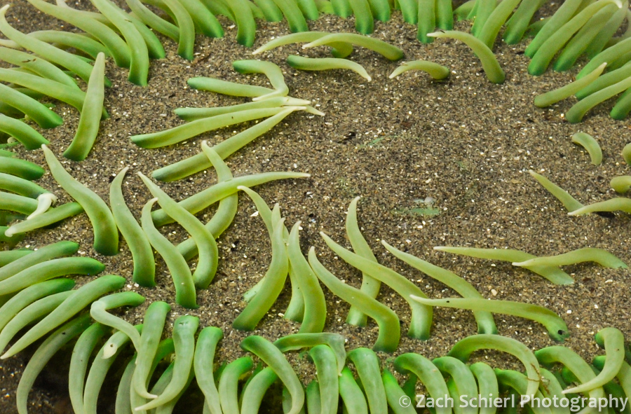 Close-up of a Giant Green Anemone in Olympic National Park