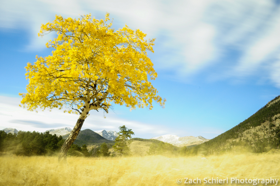 Waving aspen tree, Rocky Mountain National Park