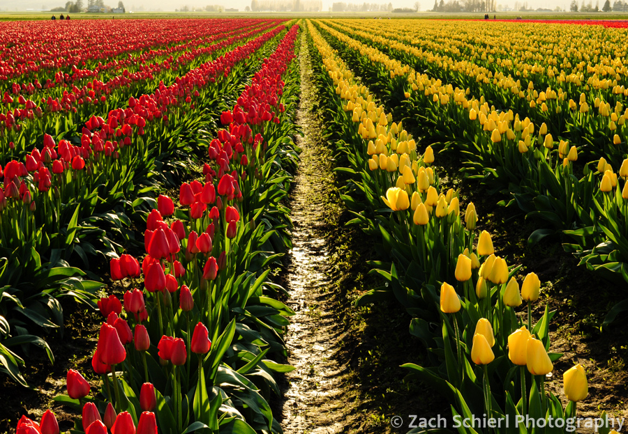 Filed at Skagit Valley Tulip Festival