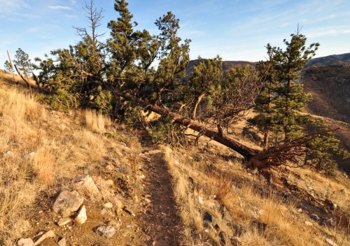 downed Ponderosa Pine on the trail